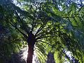 Tree fern, Melbourne Botanic Gardens IMGP2110